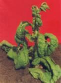 disease2