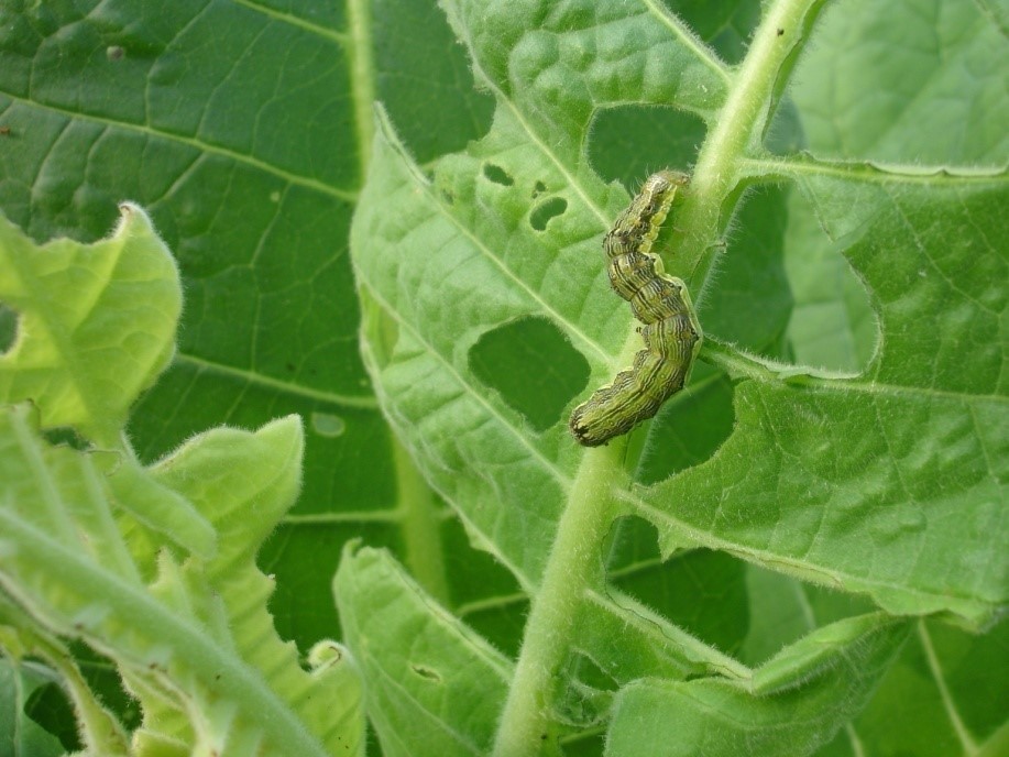 pests5