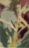 pests6